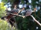 Hoatzin (Opisthocomus hoazin)