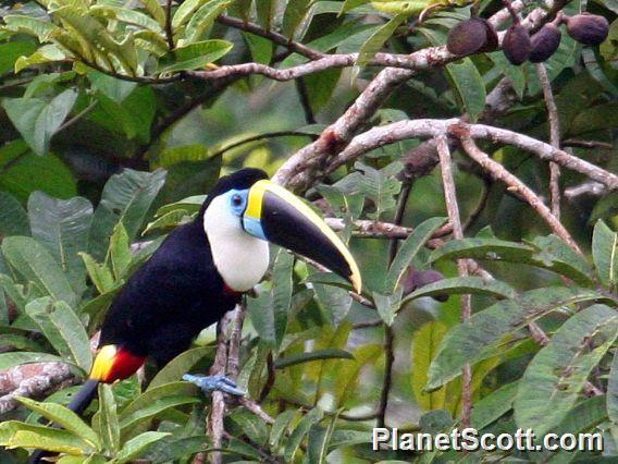 White-throated Toucan (Ramphastos tucanus)