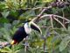 Red-billed Toucan (Ramphastos tucanus) 