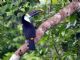 Red-billed Toucan (Ramphastos tucanus) 