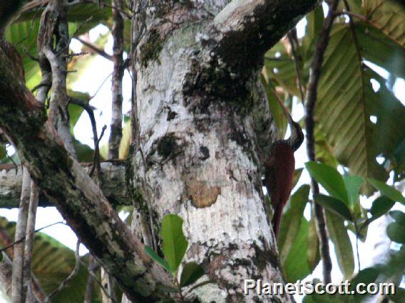 Long-billed Woodcreeper (Nasica longirostris)