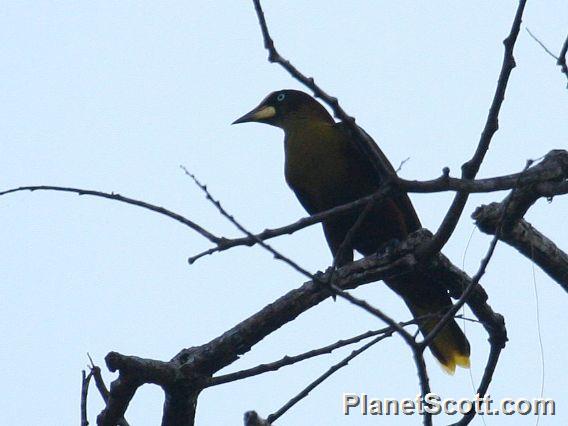 Casqued Oropendola (Cacicus oseryi)