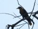 Casqued Oropendola (Cacicus oseryi) 