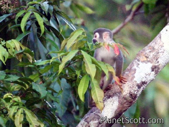 Ecuadorian Squirrel Monkey (Saimiri macrodon)