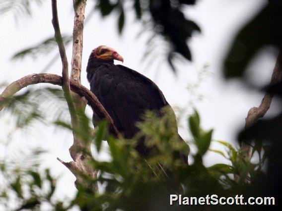 Greater Yellow-headed Vulture (Cathartes melambrotus)