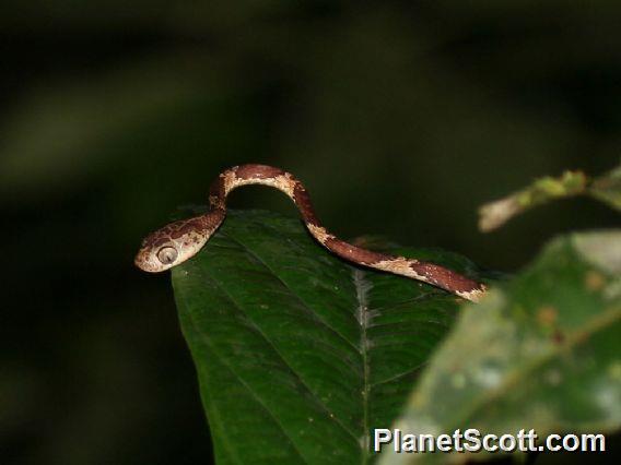 Blunt-headed Tree Snake (Imantodes lentiferus)