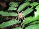 Brazilian Wandering Spider (Phoneutria fera)