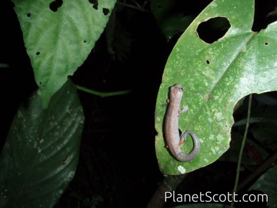 Mushroom-tongued Salamander (Bolitoglossa sp)