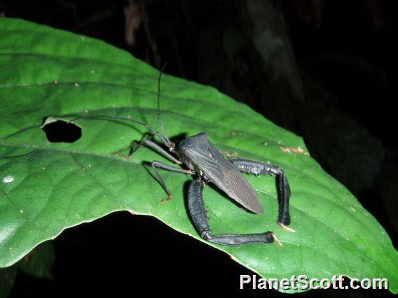 Stink Bug (Pentatomidae sp)