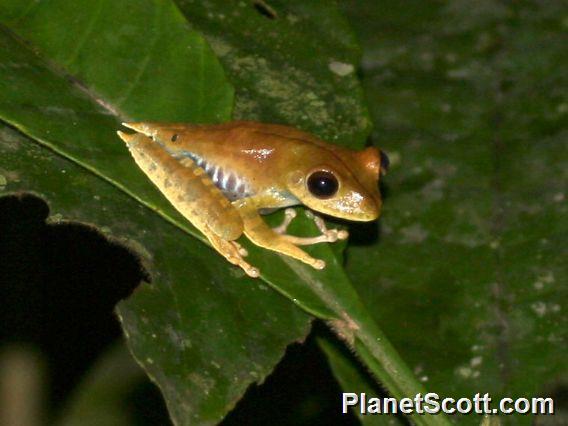 Convict Tree Frog (Boana calcarata)