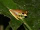 Convict Tree Frog (Boana calcarata) 