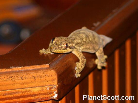 Southern Turniptail Gecko (Thecadactylus solimoensis)