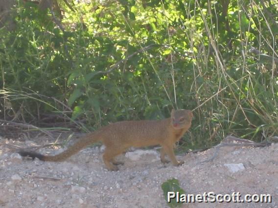 Slender Mongoose (Galerella sanguinea)