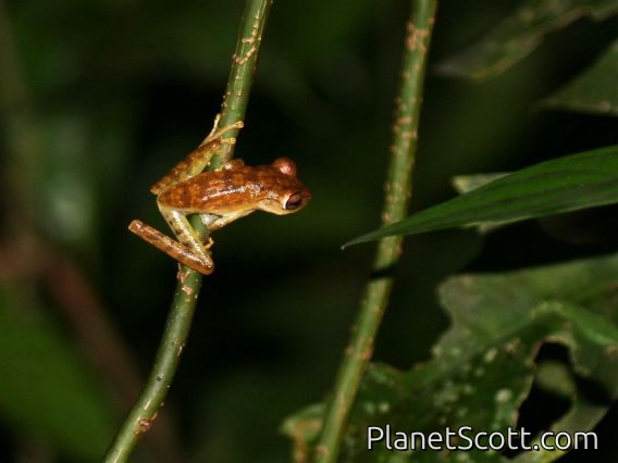 Convict Tree Frog (Boana calcarata) ???