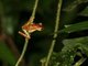 Convict Tree Frog (Boana calcarata) ???
