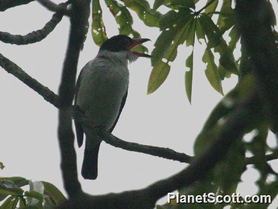 Black-tailed Tityra (Tityra cayana)