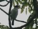 Black-tailed Tityra (Tityra cayana) 