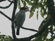 Black-tailed Tityra (Tityra cayana)