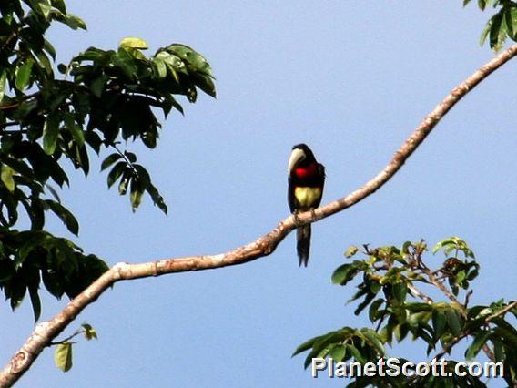 Ivory-billed Aracari (Pteroglossus azara)