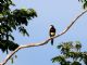 Ivory-billed Aracari (Pteroglossus azara) 