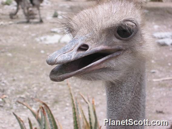 Ostrich (Struthio camelus)