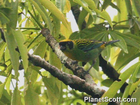 Green-and-gold Tanager (Tangara schrankii)