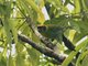 Green-and-gold Tanager (Tangara schrankii)