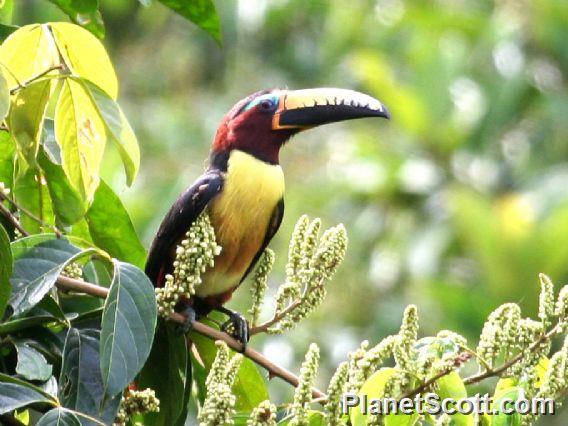 Lettered Aracari (Pteroglossus inscriptus)