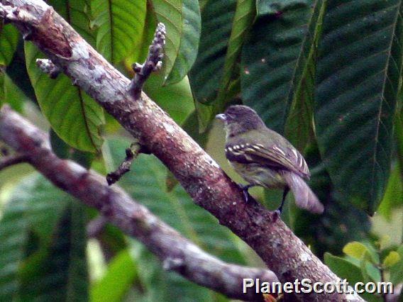 Gray-crowned Flycatcher (Tolmomyias poliocephalus)