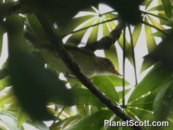 Yellow-green Vireo (Vireo flavoviridis)