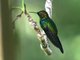 Fork-tailed Woodnymph (Thalurania furcata)