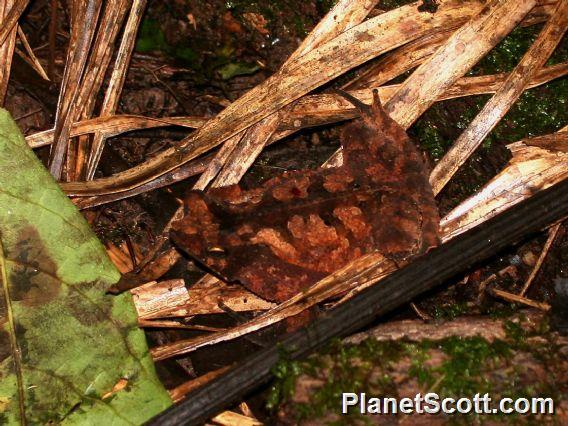 South American Common Toad (Rhinella margaritifera)