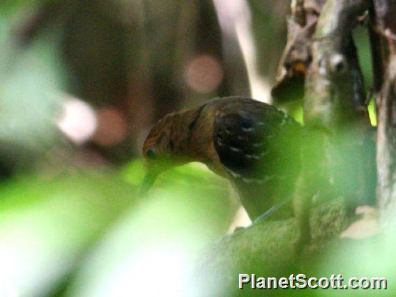 Common Scale-backed Antbird (Willisornis poecilinotus)