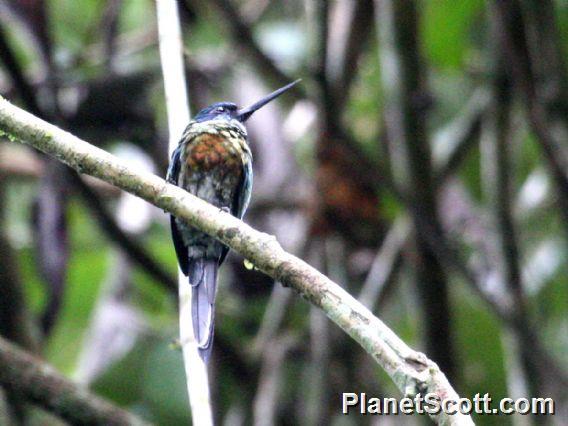 Purplish Jacamar (Galbula chalcothorax)