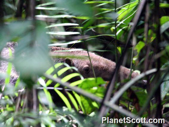 Giant Anteater (Myrmecophaga tridactyla)