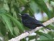 Black Flower-piercer (Diglossa humeralis)