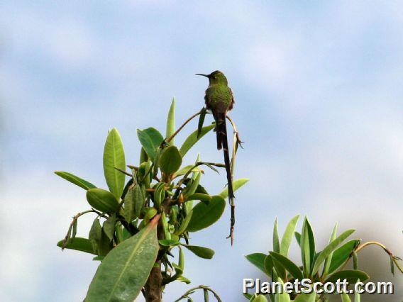 Black-tailed Trainbearer (Lesbia victoriae)