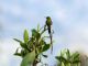 Black-tailed Trainbearer (Lesbia victoriae) Male