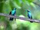 Sparkling Violet-ear (Colibri coruscans)
