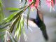 Sparkling Violet-ear (Colibri coruscans) 