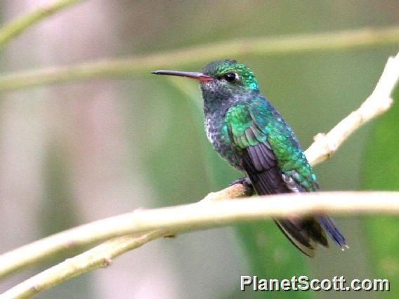 Glittering-throated Emerald (Chionomesa fimbriata)