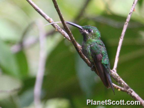 Black-throated Brilliant (Heliodoxa schreibersii) Female