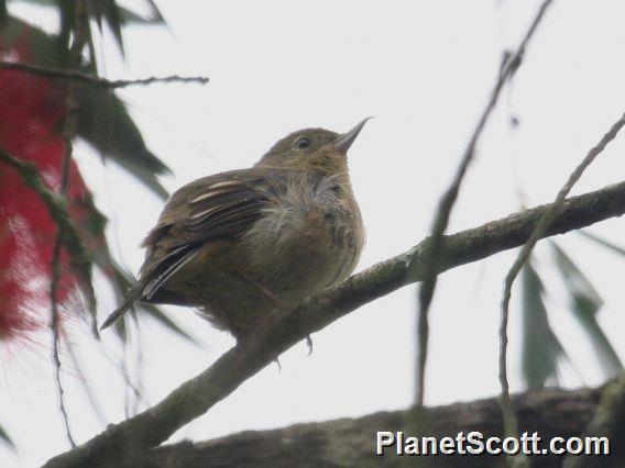 Rusty Flowerpiercer (Diglossa sittoides)