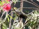 Palm Tanager (Thraupis palmarum)