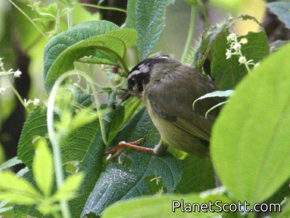 Three-striped Warbler (Basileuterus tristriatus) 
