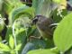 Three-striped Warbler (Basileuterus tristriatus) 