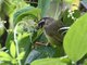 Three-striped Warbler (Basileuterus tristriatus) 
