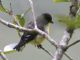 Lesser Goldfinch (Carduelis psaltria) Ecuador