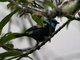 Blue-necked Tanager (Tangara cyanicollis)