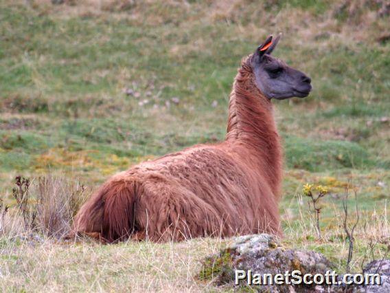 llama (Lama glama)